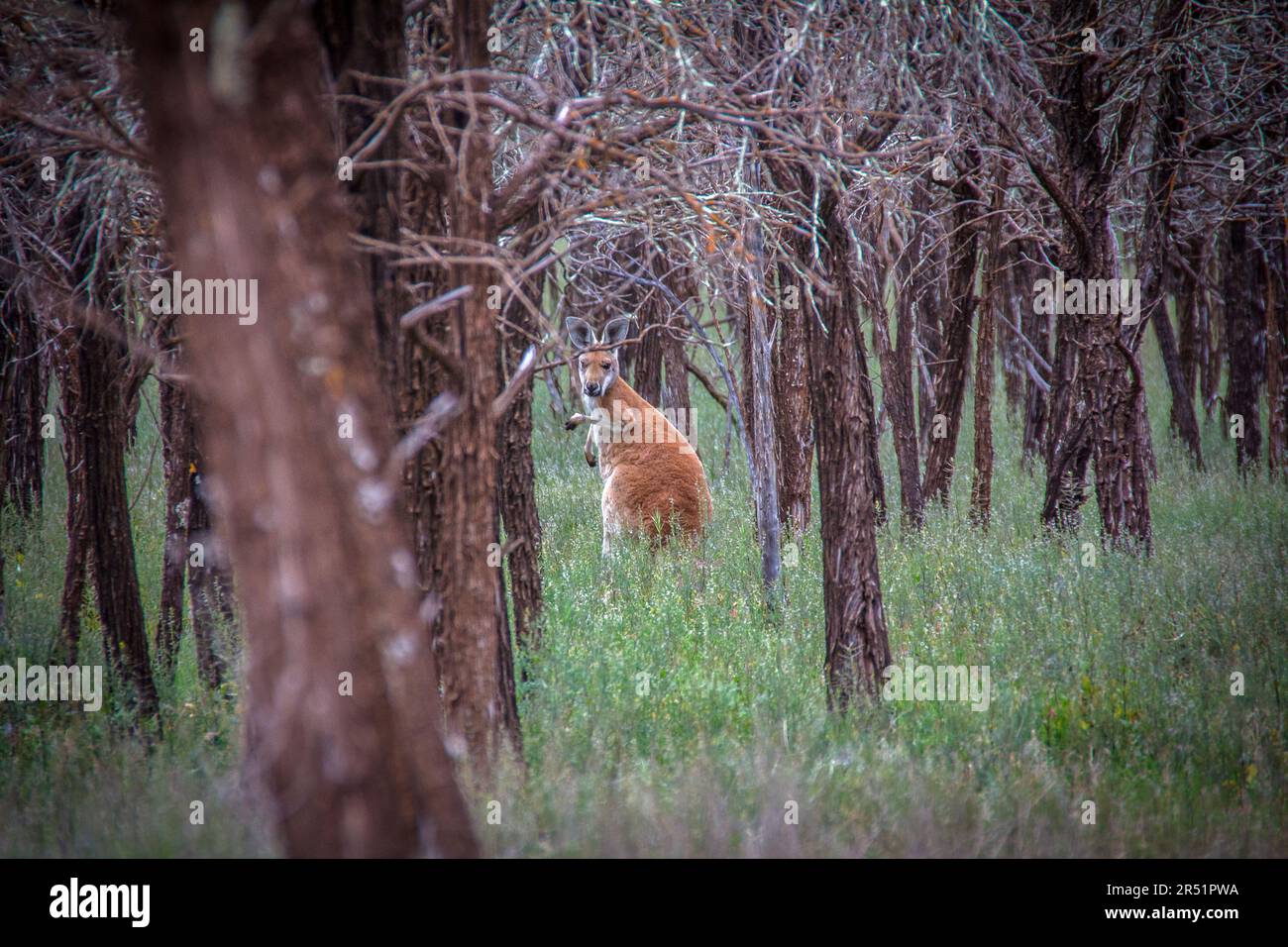 Kangourous, Flinders Range, Australie Banque D'Images