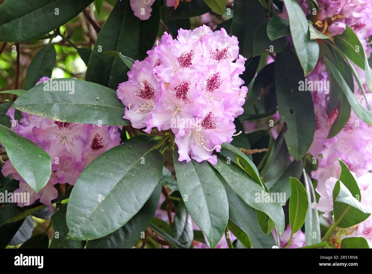Rhododendron 'Blue Ensign' en fleur. Banque D'Images