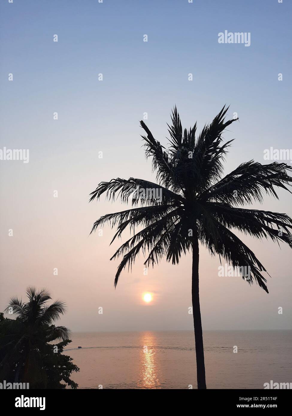Silhouette de palmier avec coucher de soleil en arrière-plan Banque D'Images