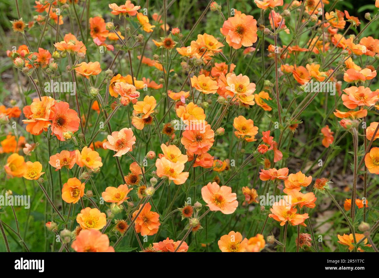 Orange Geum 'Prinses Juliana' en fleur. Banque D'Images