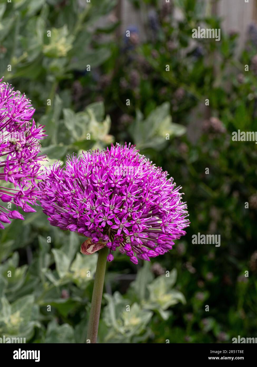 Les fleurs en forme de boule pourpre de l'Allium 'Purple sensation' Banque D'Images