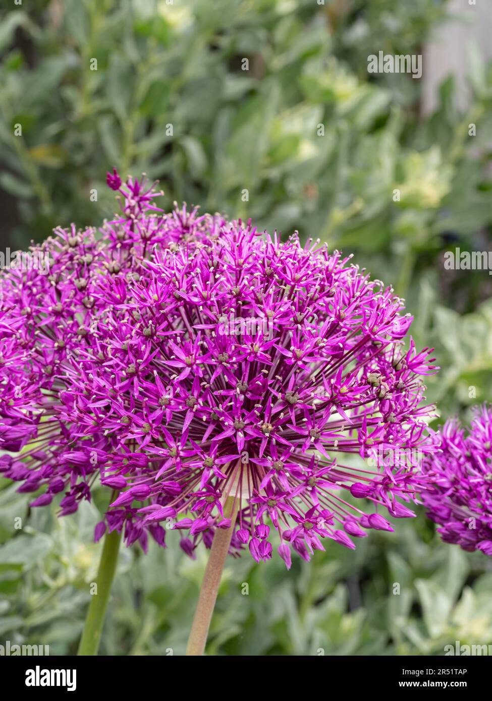 Les fleurs en forme de boule pourpre de l'Allium 'Purple sensation' Banque D'Images