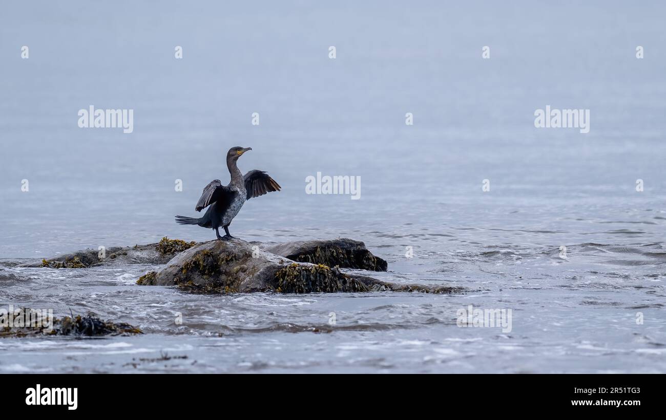 Cormorant debout sur un rocher lavé par l'océan Banque D'Images