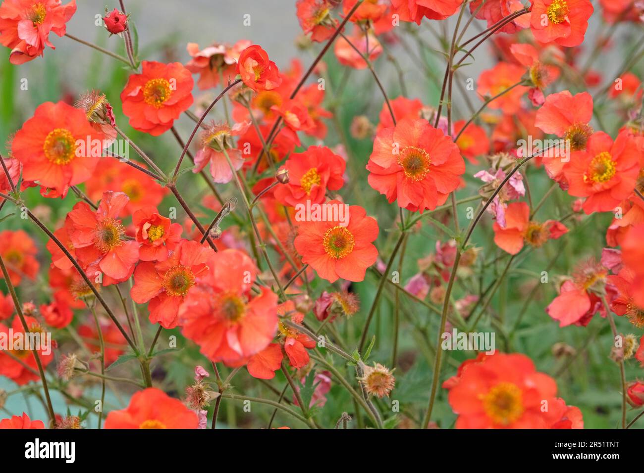 Rouge Geum 'Tempest de carlet' en fleur. Banque D'Images