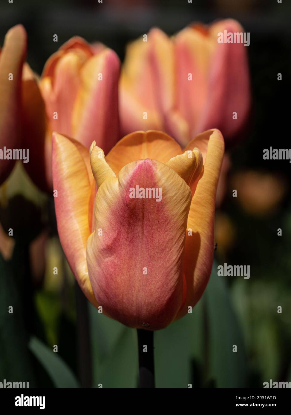 Un gros plan d'un petit groupe de fleurs de la tulipe à fleurs précoces 'Apricot Beauty' Banque D'Images