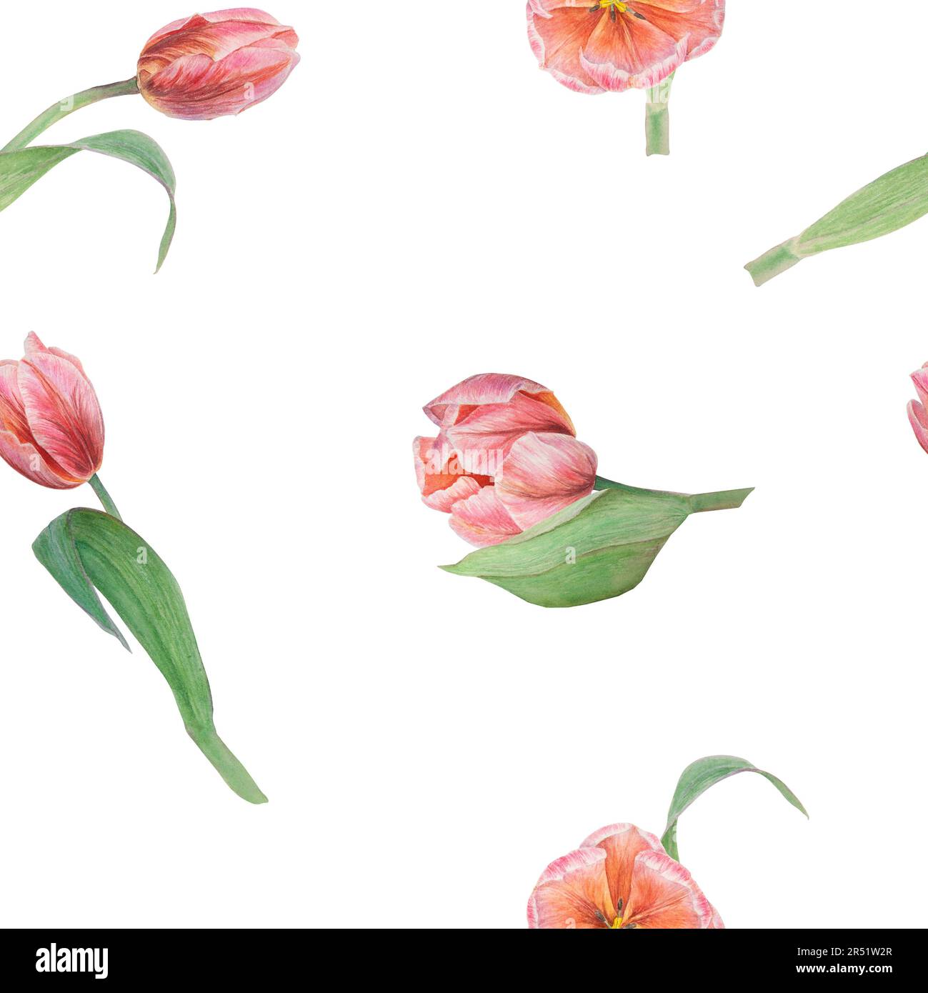 Tulipes roses motif sans couture peint en aquarelle, illustration botanique réaliste dessinée à la main, arrière-plan pour le design, produits d'impression de mariage, papier Banque D'Images