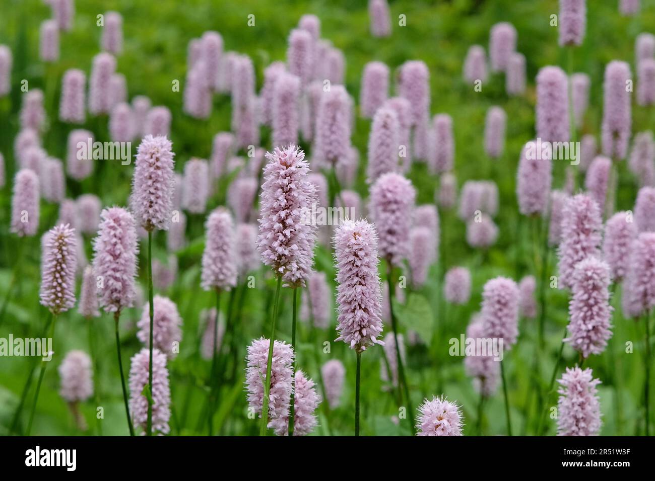 Bisort commun rose pâle en fleur Banque D'Images