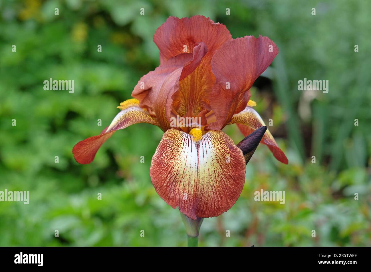 Iris Kent Pride en fleur. Banque D'Images