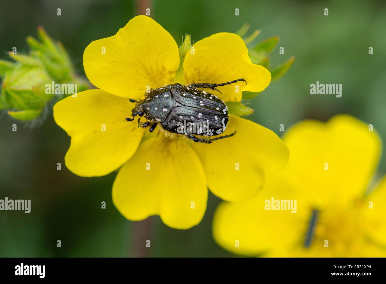 Coléoptère rose tacheté blanc (Oxythyrea funesta, méné tacheté méditerranéen), un coléoptère de la famille des Cetoniidae sur une coupe de beurre en Italie, en Europe Banque D'Images