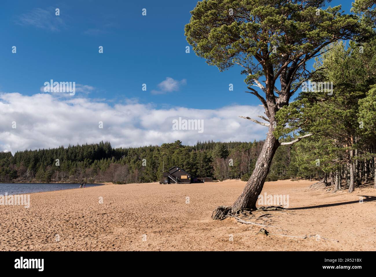 Beach Cafe et plage de sable au soleil éclatant avec ciel bleu et nuages blancs, pin écossais en premier plan et forêt de Glenmore en arrière-plan. Banque D'Images