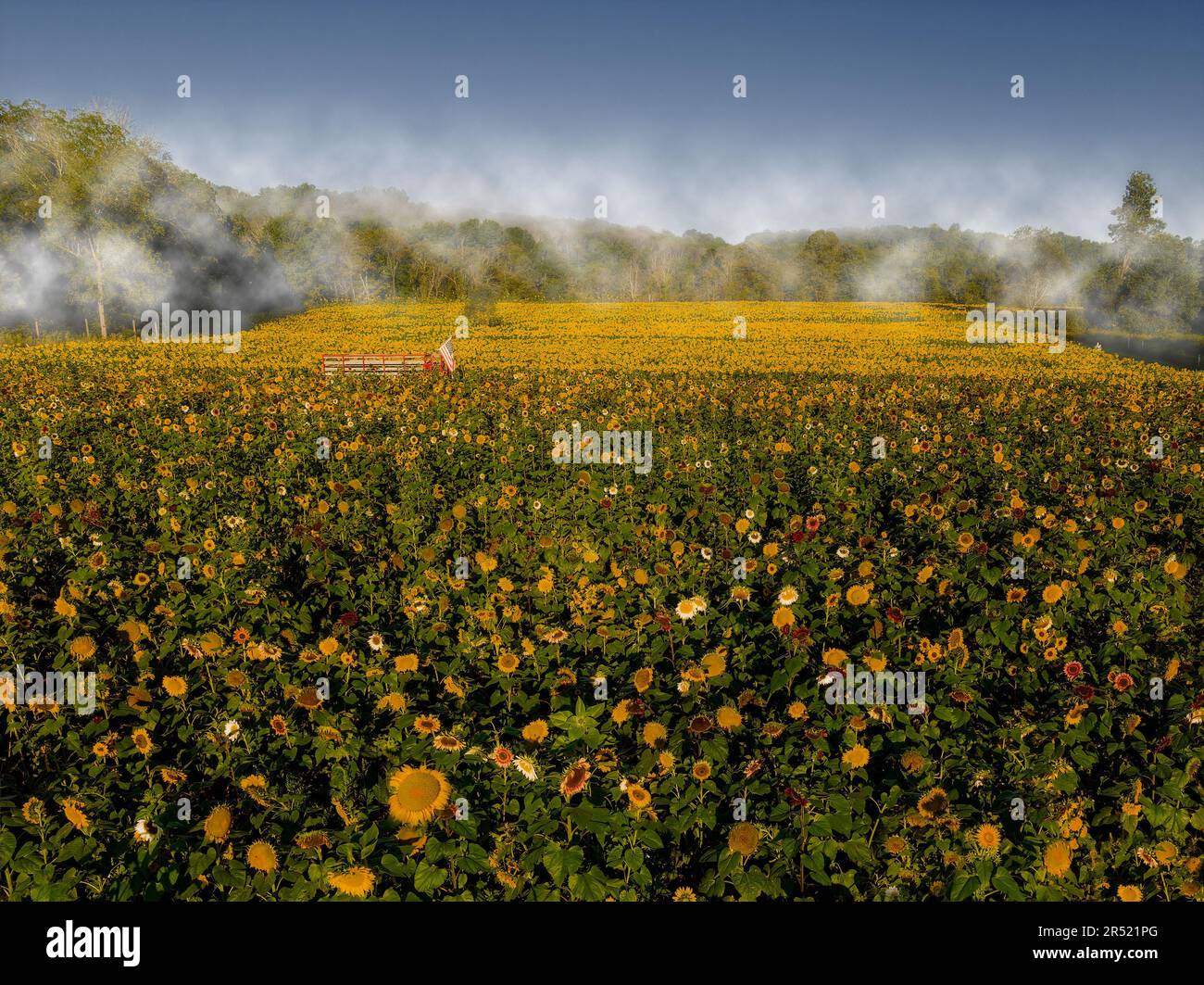 Champs de tournesol aériens - vue du drone supérieur des champs de tournesol à pleine fleur dans l'état du jardin du New Jersey. Cette image est également disponible en tant que Banque D'Images