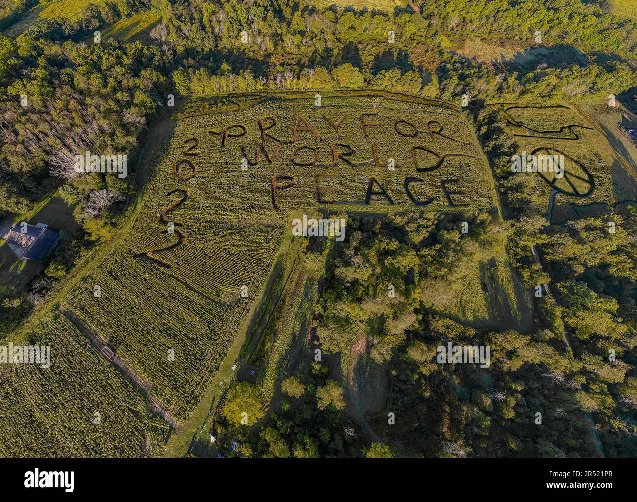 Priez pour la paix mondiale - vue du drone supérieur des champs de tournesol pleine fleur avec un message de labyrinthe de maïs de prier pour la paix mondiale avec un signe de paix et 20 Banque D'Images