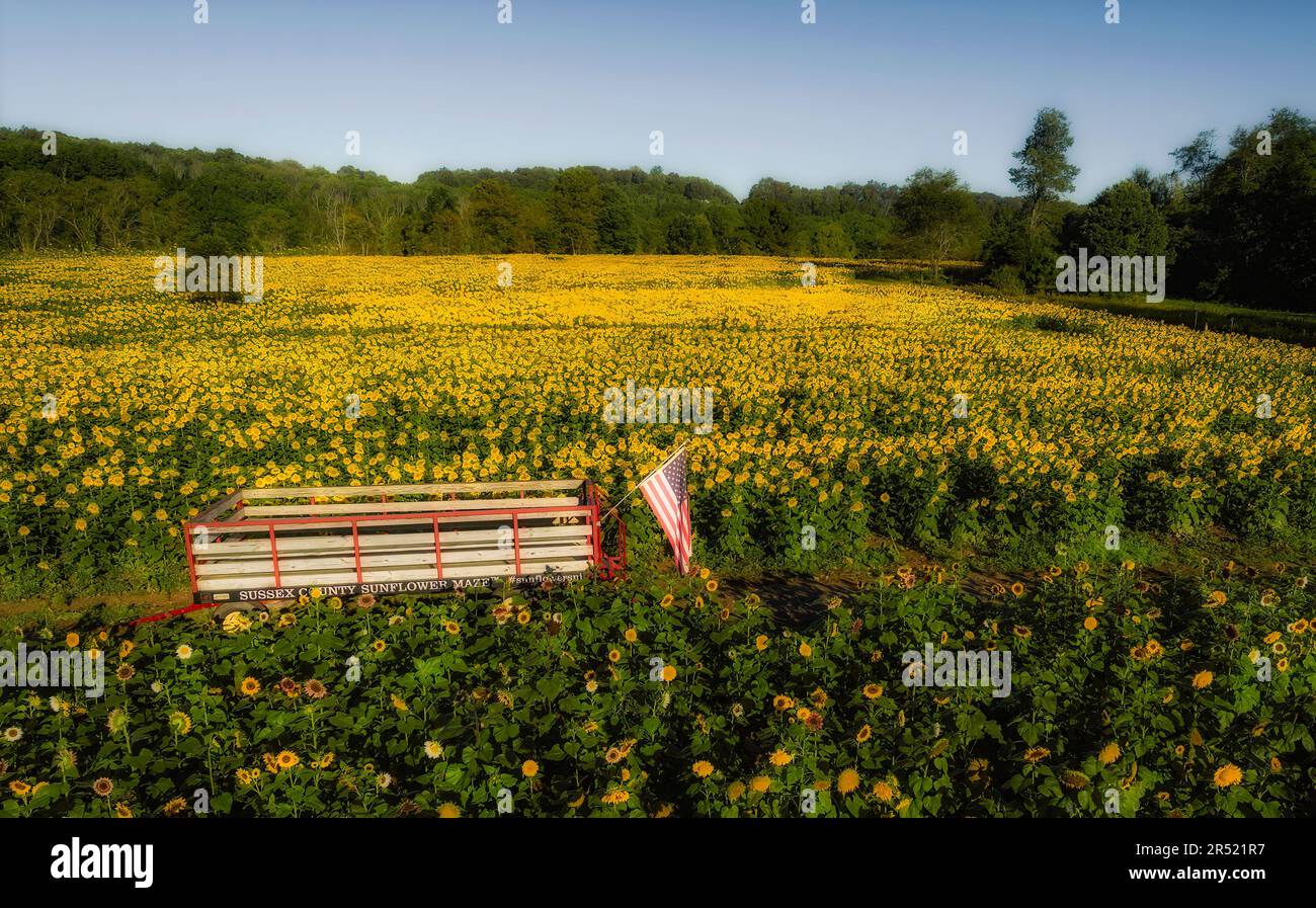 Champs de tournesol aériens - vue du drone supérieur des champs de tournesol à pleine fleur dans l'état du jardin du New Jersey. Cette image est également disponible en noir Banque D'Images