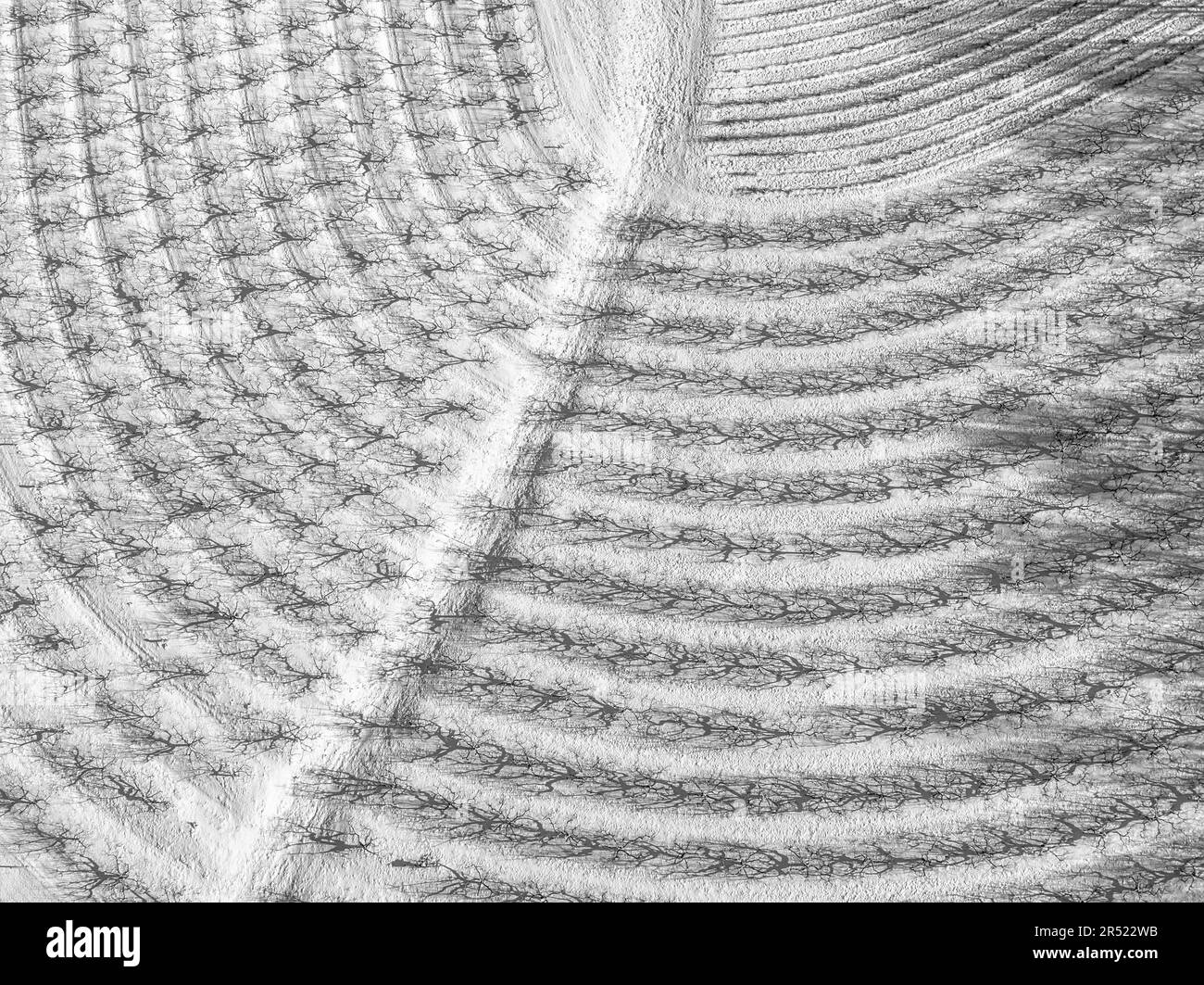 Agricultural Orchard Pattern - vue aérienne d'une ferme du New Jersey après une chute de neige en hiver. Banque D'Images Agricultural Orchard Pattern - vue aérienne d'une ferme du New Jersey après une chute de neige en hiver. Banque D'Images
