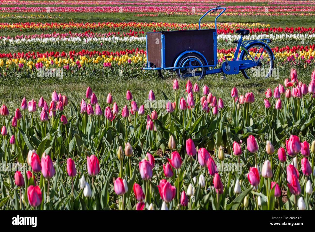 Mer de tulipes - plusieurs rangées de tulipes et de vélo multicolores. Cette image est disponible en couleur ainsi qu'en noir et blanc. Pour afficher des données imag supplémentaires Banque D'Images