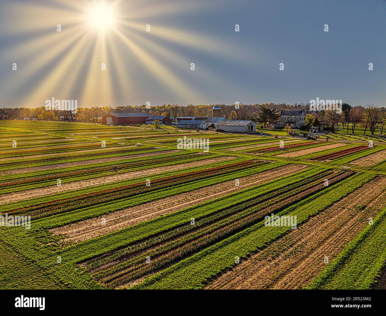 Ferme de tulipes aériennes - vue aérienne des rangées de tulipes colorées. Cette image est disponible en couleur ainsi qu'en noir et blanc. Pour afficher des images supplémentaires Banque D'Images