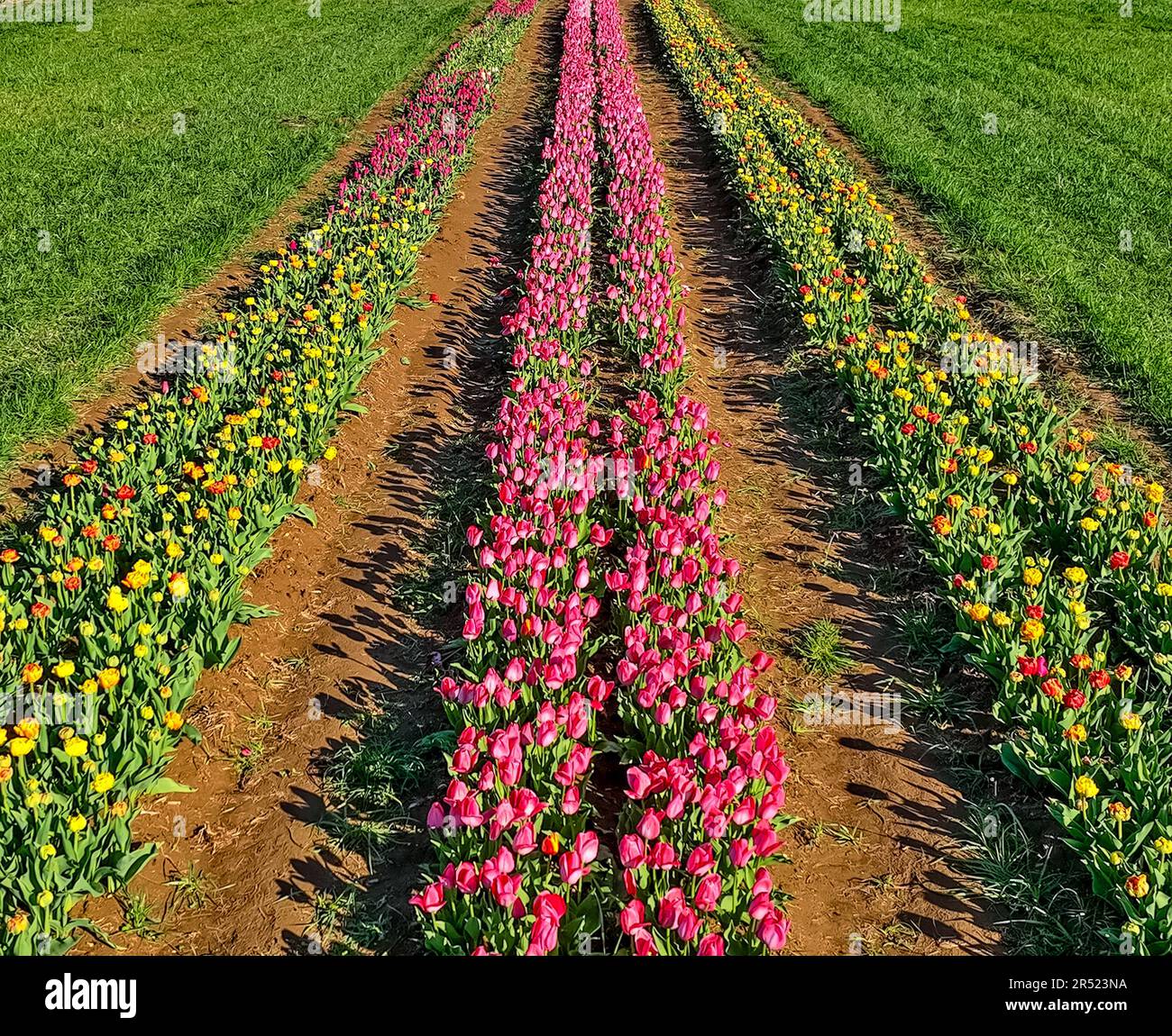 Ferme de tulipes aériennes - vue aérienne des rangées de tulipes colorées. Cette image est disponible en couleur ainsi qu'en noir et blanc. Pour afficher des images supplémentaires Banque D'Images