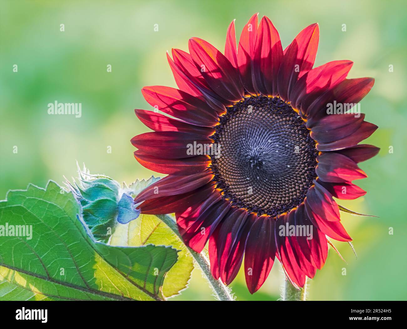 Tournesol rouge - tournesol (Tithonia rotundifolia) et bourgeon pour encore fleurir dans un champ dans une ferme du New Jersey. Banque D'Images