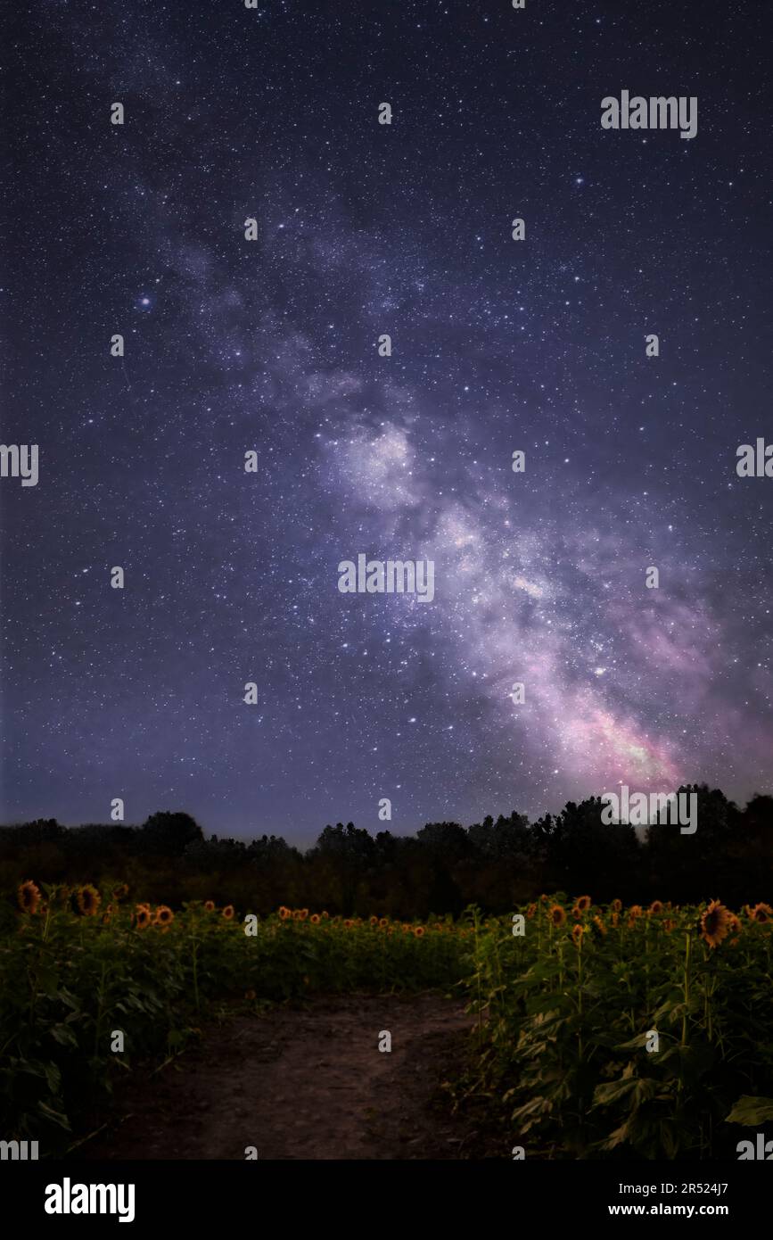 Tournesols sous Milkyway - le champ de tournesol fleurit sous un ciel rempli d'étoiles avec la voie lactée montante. Cette image est également disponible en noir et blanc Banque D'Images