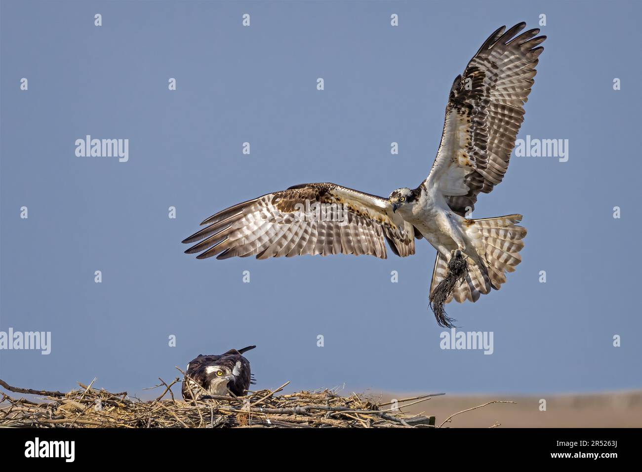 Osprey apporte du matériel de nidification - Osprey en vol avec du matériel de nidification pour son nid pendant le printemps. Cette image est également disponible en noir et Banque D'Images