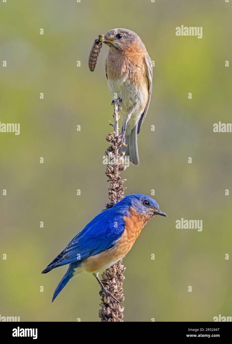 M. et Mme Bluebird - Male et femelle est Bluebird perché à proximité de leur nid avec la femelle tenant une chenille dans son bec. Banque D'Images
