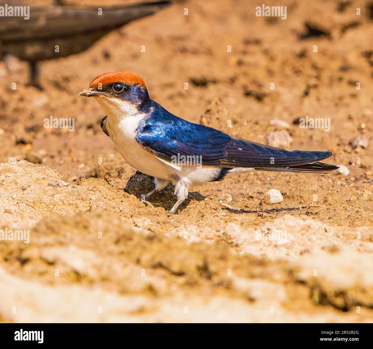 Wire-tailed Swallow Banque D'Images