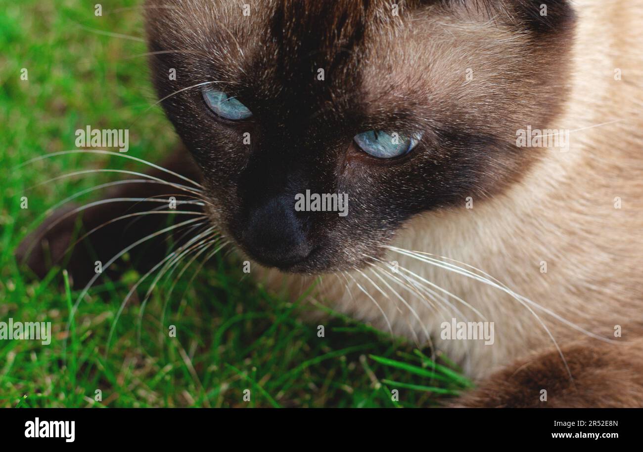 Beau chat brun, siamois, avec les yeux bleus se trouve dans une herbe verte Banque D'Images