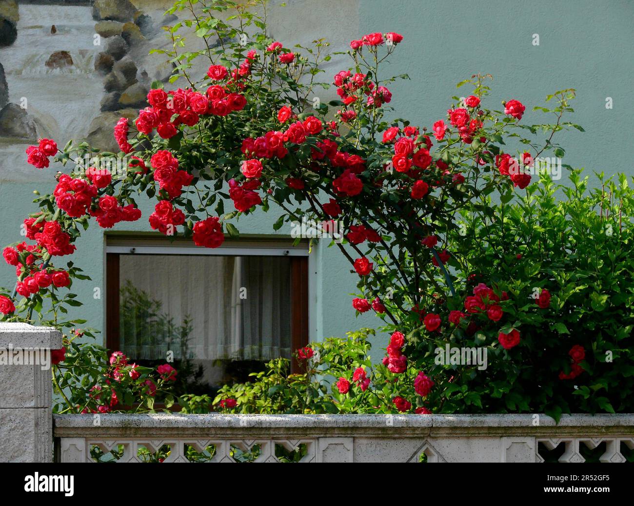 Roses grimpantes rouges fleuries à la maison, arche de rose Banque D'Images