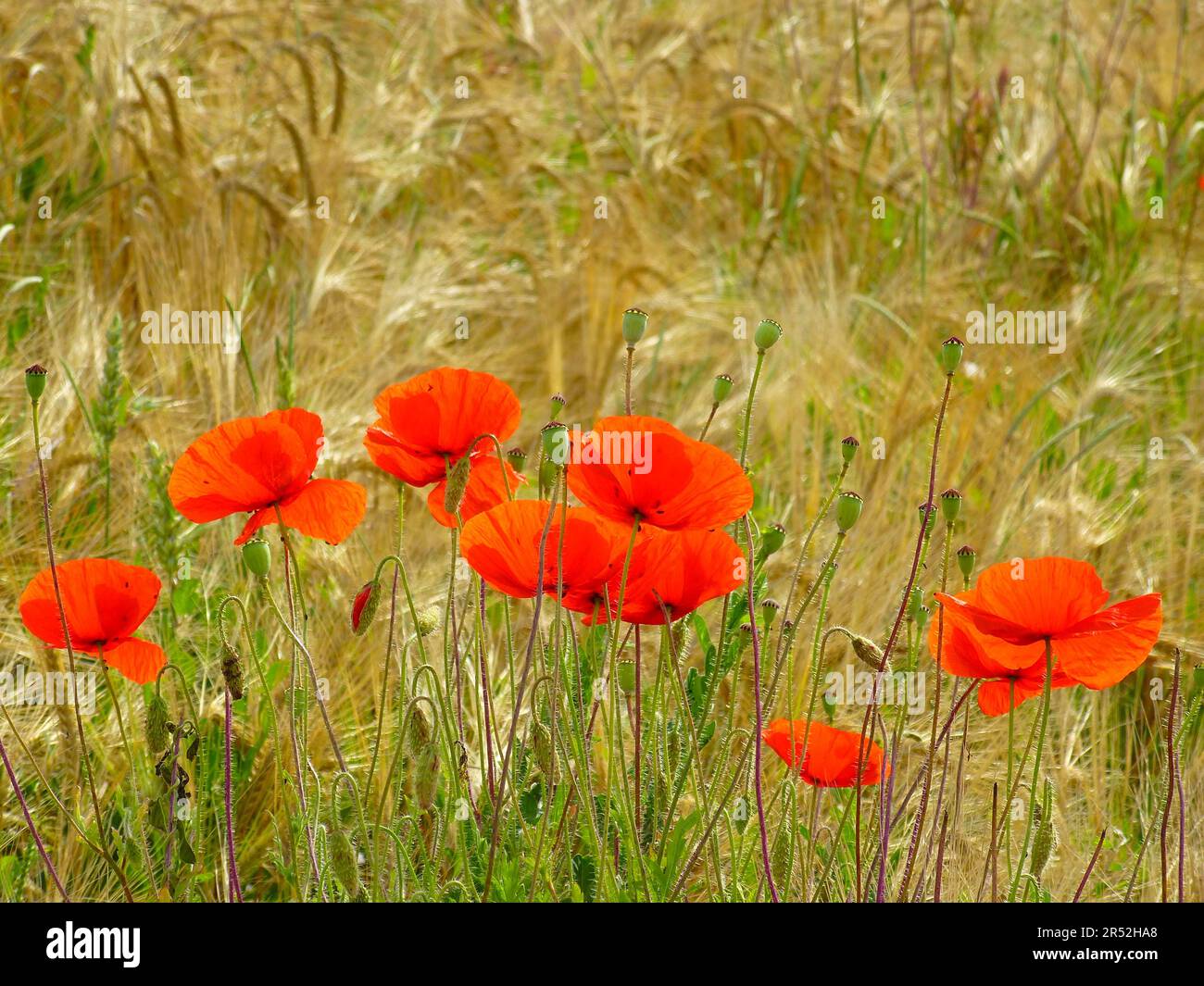 Floraison de pavot de maïs dans le champ de seigle Banque D'Images