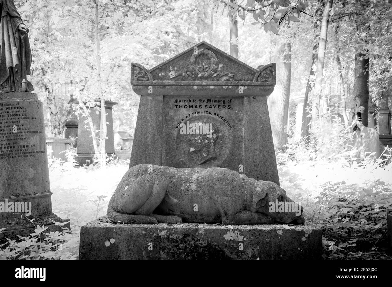 Tombe de Thomas Sayers avec la statue de son chien « Lion » dans le cimetière de Highgate West, Londres Banque D'Images