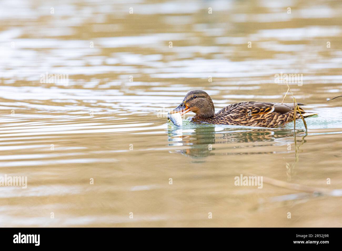 Le Canard colvert (Anas platyrhynchos) Femme, Allemagne Banque D'Images