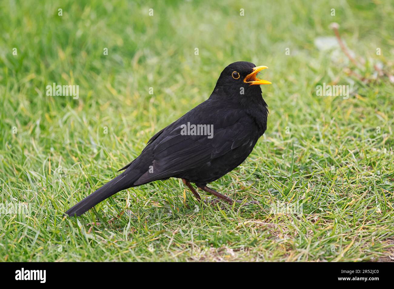 Blackbird (Turdus merula), homme chantant, Schleswig-Holstein, Allemagne Banque D'Images