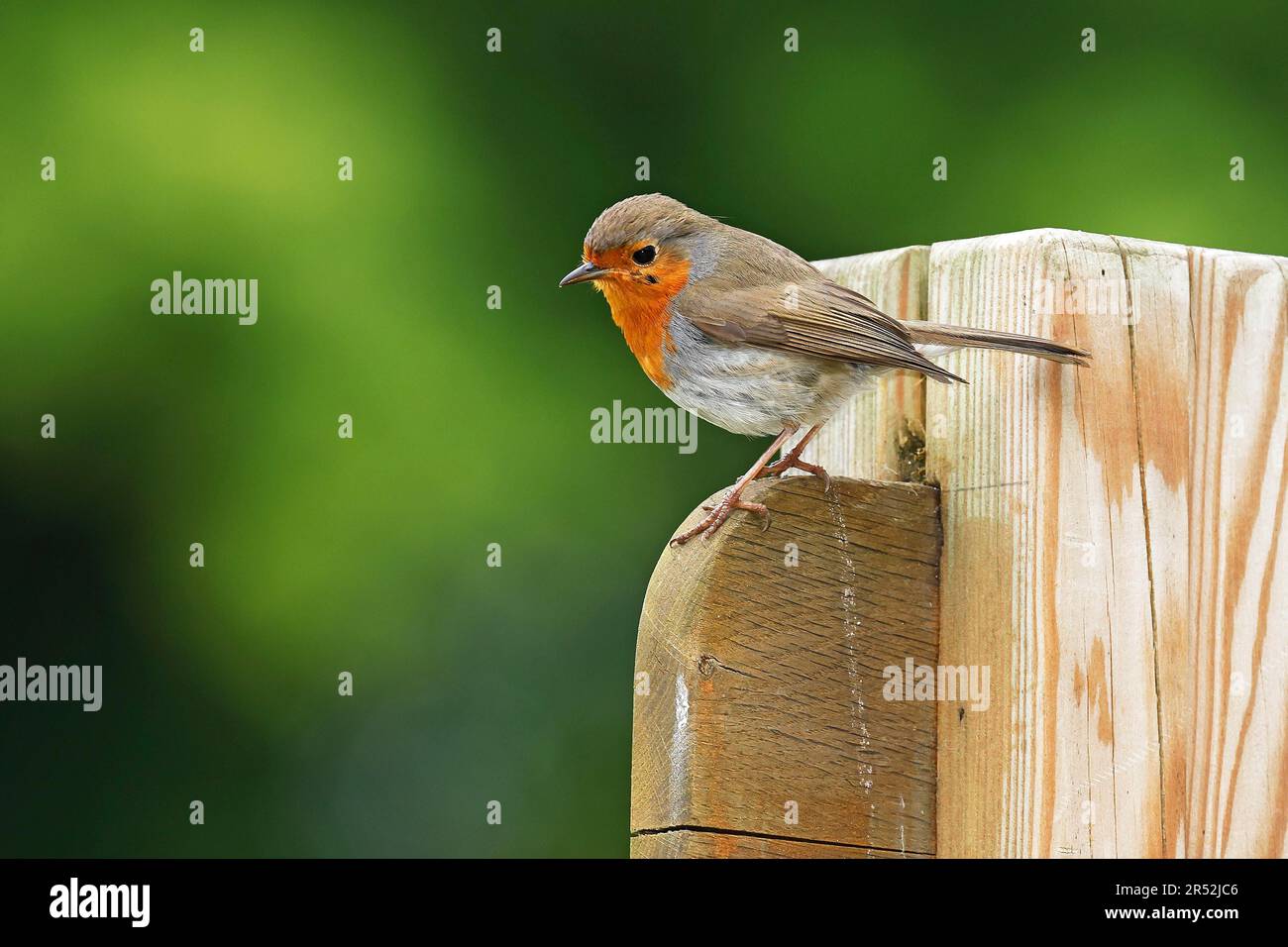 Robin européen (erithacus rubecula) assis sur un poste en bois, Schleswig-Holstein, Allemagne Banque D'Images