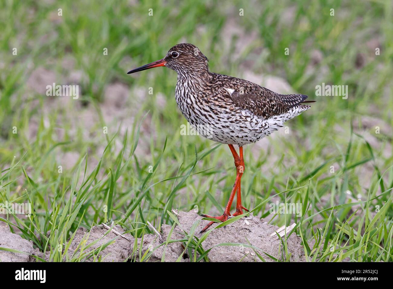 Queue rouge commune (Tringa totanus) debout sur le champ de céréales, Schleswig-Holstein, Allemagne Banque D'Images