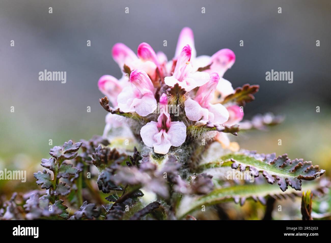 Floraison Lousewort (Pedicularis hirsuta) fleurit une plante arctique, Svalbard, Norvège Banque D'Images