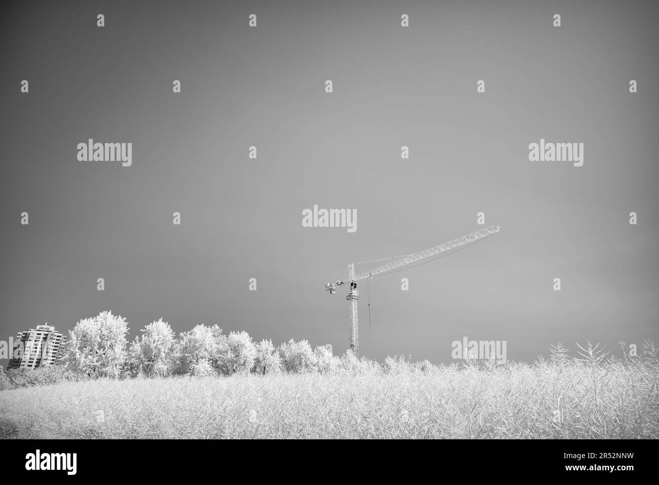 Champ de céréales, grue de construction, immeuble de grande hauteur, région urbaine et rurale frontalière, image infrarouge, Stuttgart, Bade-Wurtemberg, Allemagne Banque D'Images Champ de céréales, grue de construction, immeuble de grande hauteur, région urbaine et rurale frontalière, image infrarouge, Stuttgart, Bade-Wurtemberg, Allemagne Banque D'Images