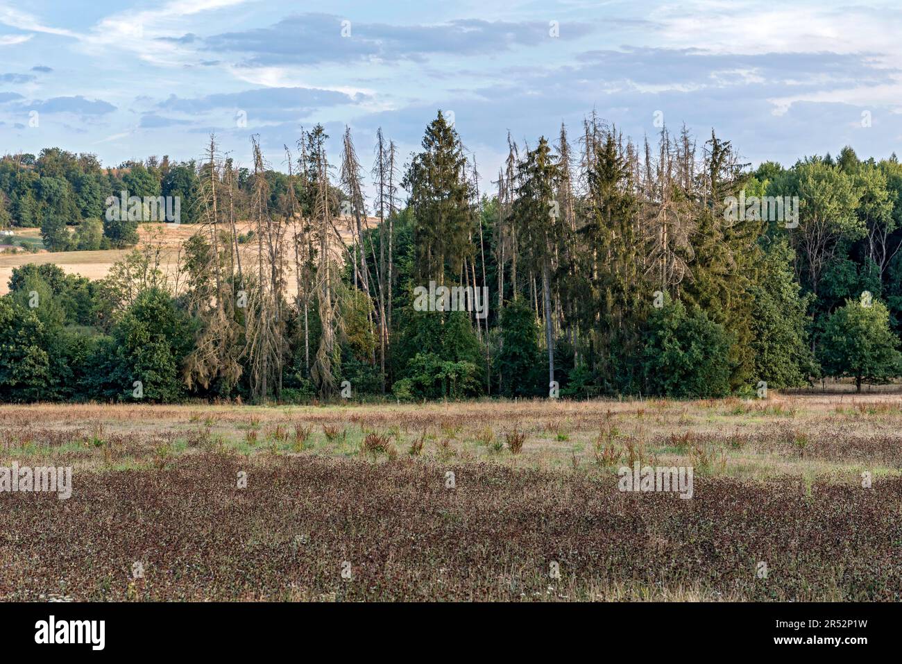 Morts, gerbes mortes (Picea abies), secs, flétrissent, paysage, arbres, Forêt, sécheresse, pénurie d'eau, changement climatique, Hesse, Allemagne Banque D'Images