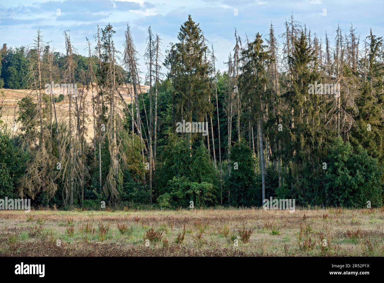 Morts, gerbes mortes (Picea abies), secs, flétrissent, paysage, arbres, Forêt, sécheresse, pénurie d'eau, changement climatique, Hesse, Allemagne Banque D'Images