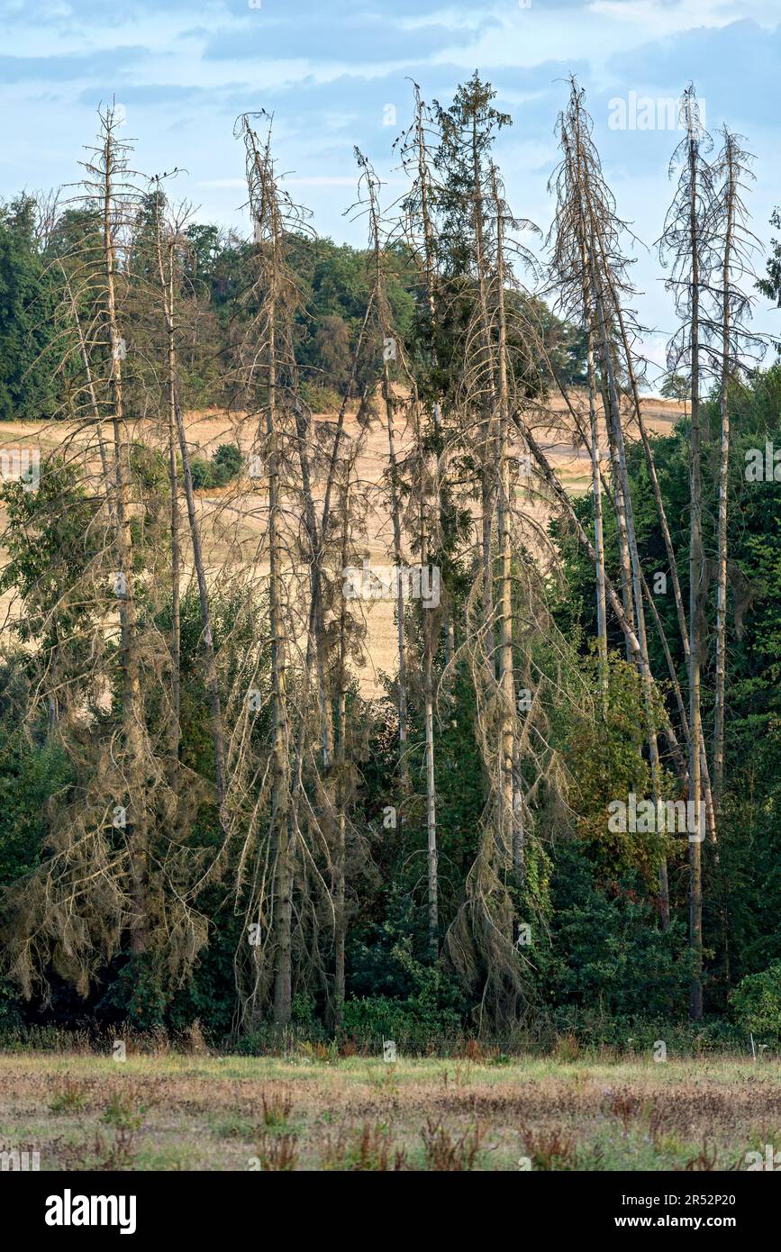 Morts, gerbes mortes (Picea abies), secs, flétrissent, paysage, arbres, Forêt, sécheresse, pénurie d'eau, changement climatique, Hesse, Allemagne Banque D'Images