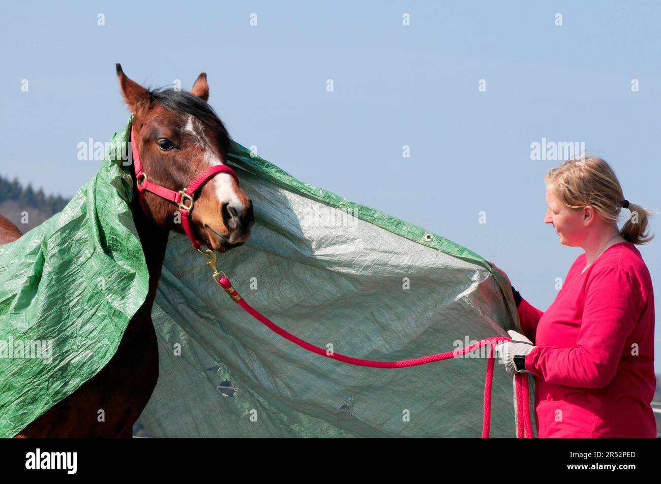 Coach avec American Quarter Horse, jeune étalon, entraînement de base, bâche en plastique, jeune étalon, étalon, timide Banque D'Images