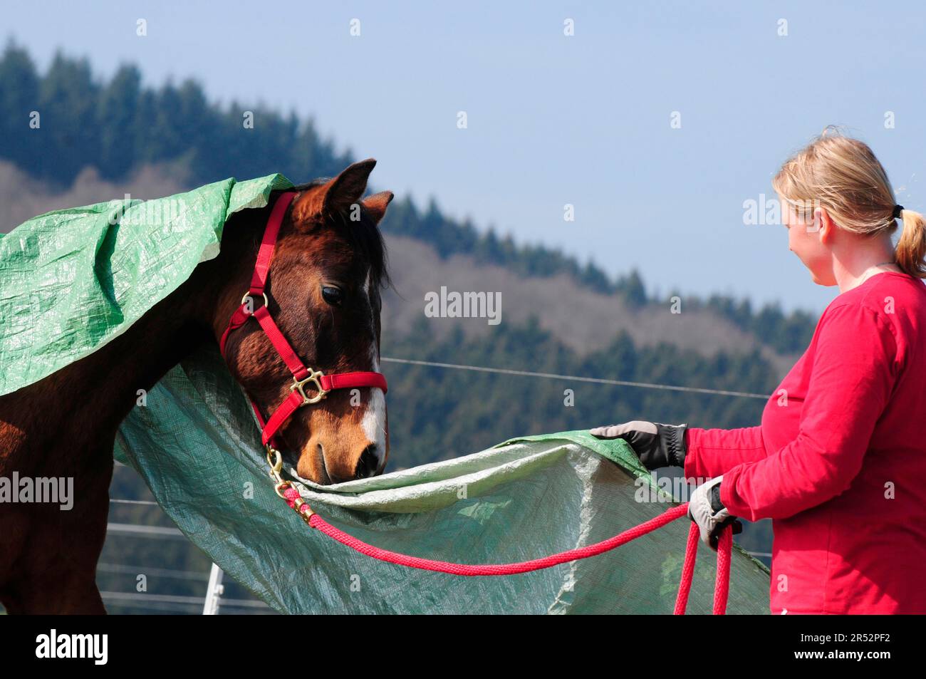 Coach avec American Quarter Horse, jeune étalon, entraînement de base, bâche en plastique, jeune étalon, étalon, timide Banque D'Images