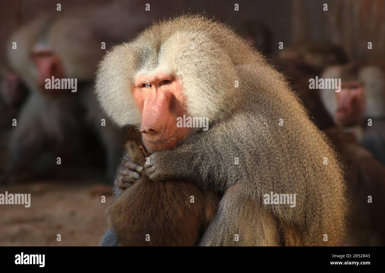 monkey:Groupe de babouins se protègent et montrent un besoin fort pour la communauté. Les jeunes se distinguent. Banque D'Images