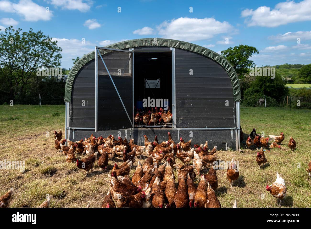 Ducks Hill Farm est une ferme d'oeufs gratuite dans Northwood près de Londres, vendant leurs oeufs via un distributeur automatique. Les hangars mobiles sont alimentés par l'énergie solaire. Banque D'Images