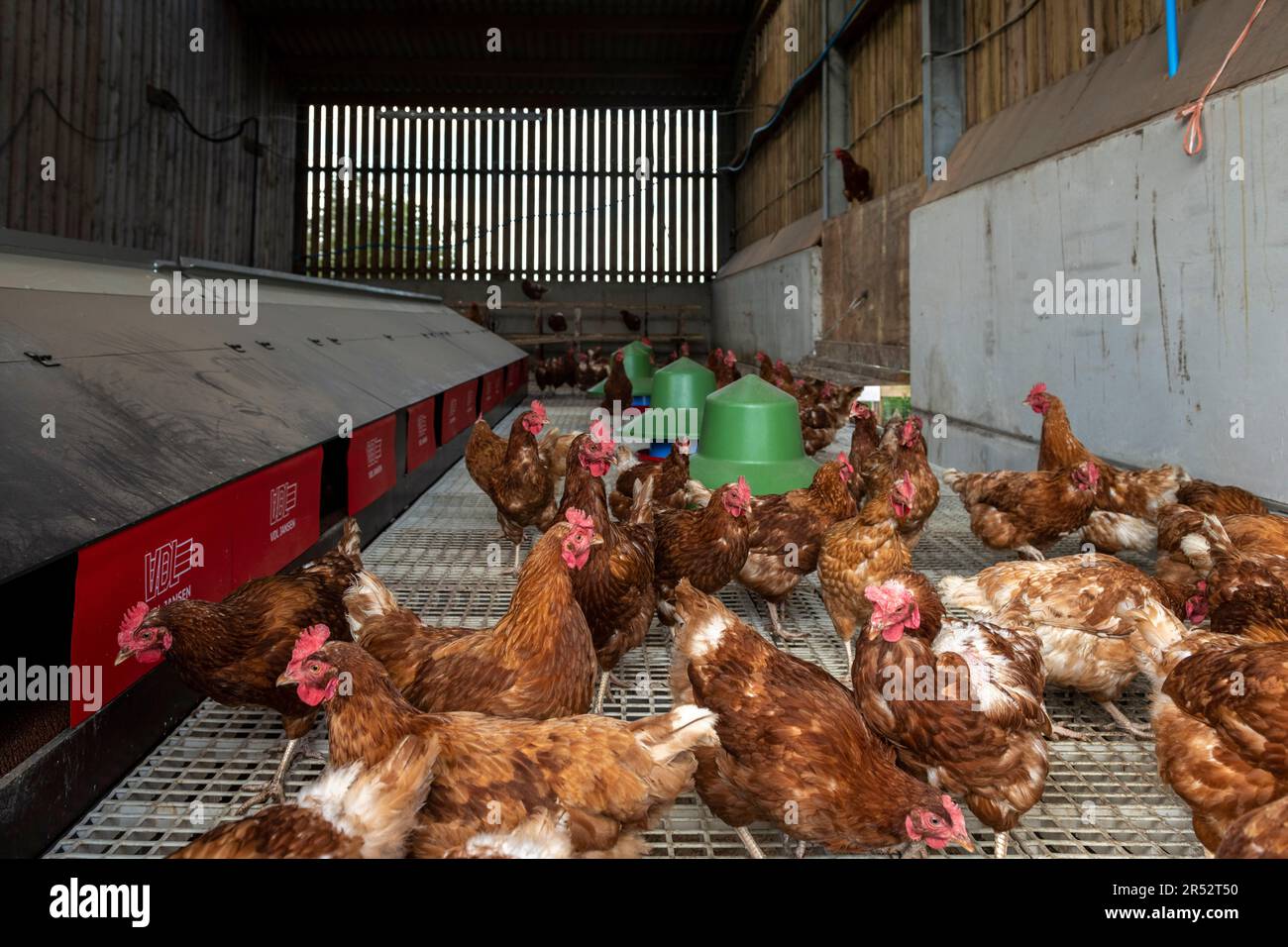 Ducks Hill Farm est une ferme d'oeufs gratuite dans Northwood près de Londres, vendant leurs oeufs via un distributeur automatique. Banque D'Images