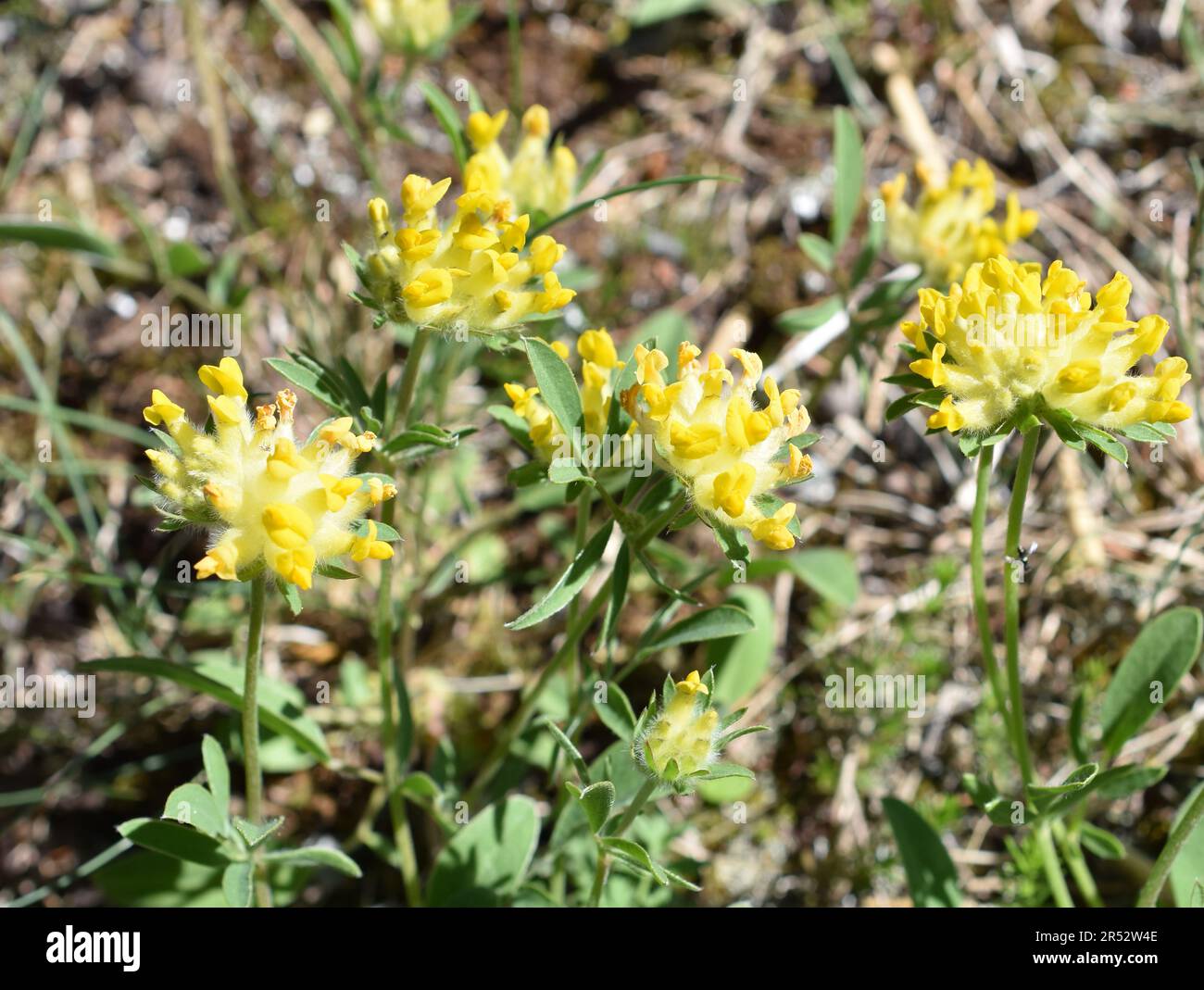 Anthyllis vulneraria woundwort commun floraison dans un champ Banque D'Images