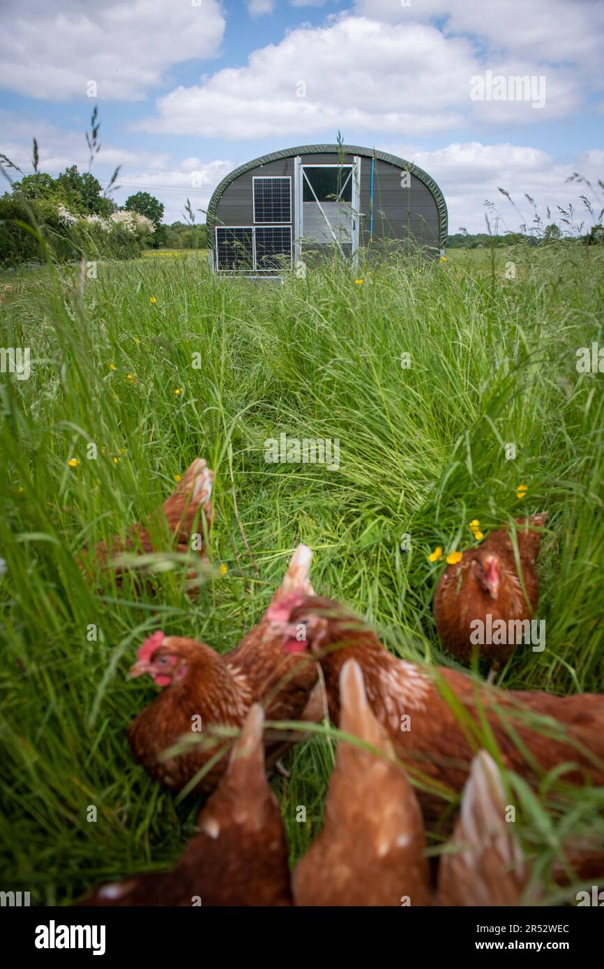 Ducks Hill Farm est une ferme d'oeufs gratuite dans Northwood près de Londres, vendant leurs oeufs via un distributeur automatique. Les hangars mobiles sont alimentés par l'énergie solaire. Banque D'Images