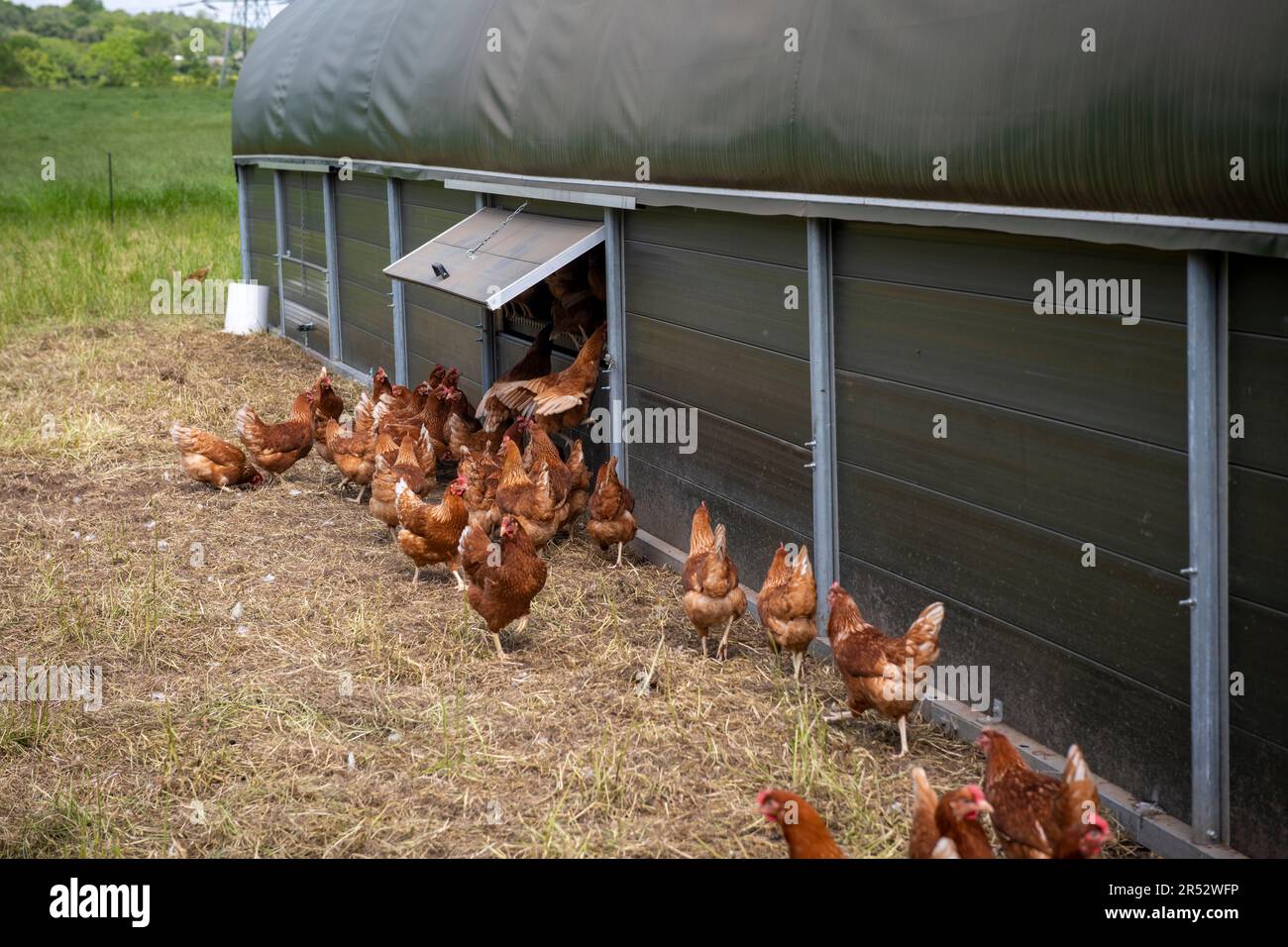 Ducks Hill Farm est une ferme d'oeufs gratuite dans Northwood près de Londres, vendant leurs oeufs via un distributeur automatique. Les hangars mobiles sont alimentés par l'énergie solaire. Banque D'Images