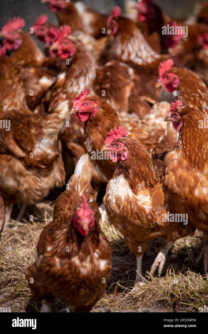 Ducks Hill Farm est une ferme d'oeufs gratuite dans Northwood près de Londres, vendant leurs oeufs via un distributeur automatique. Banque D'Images