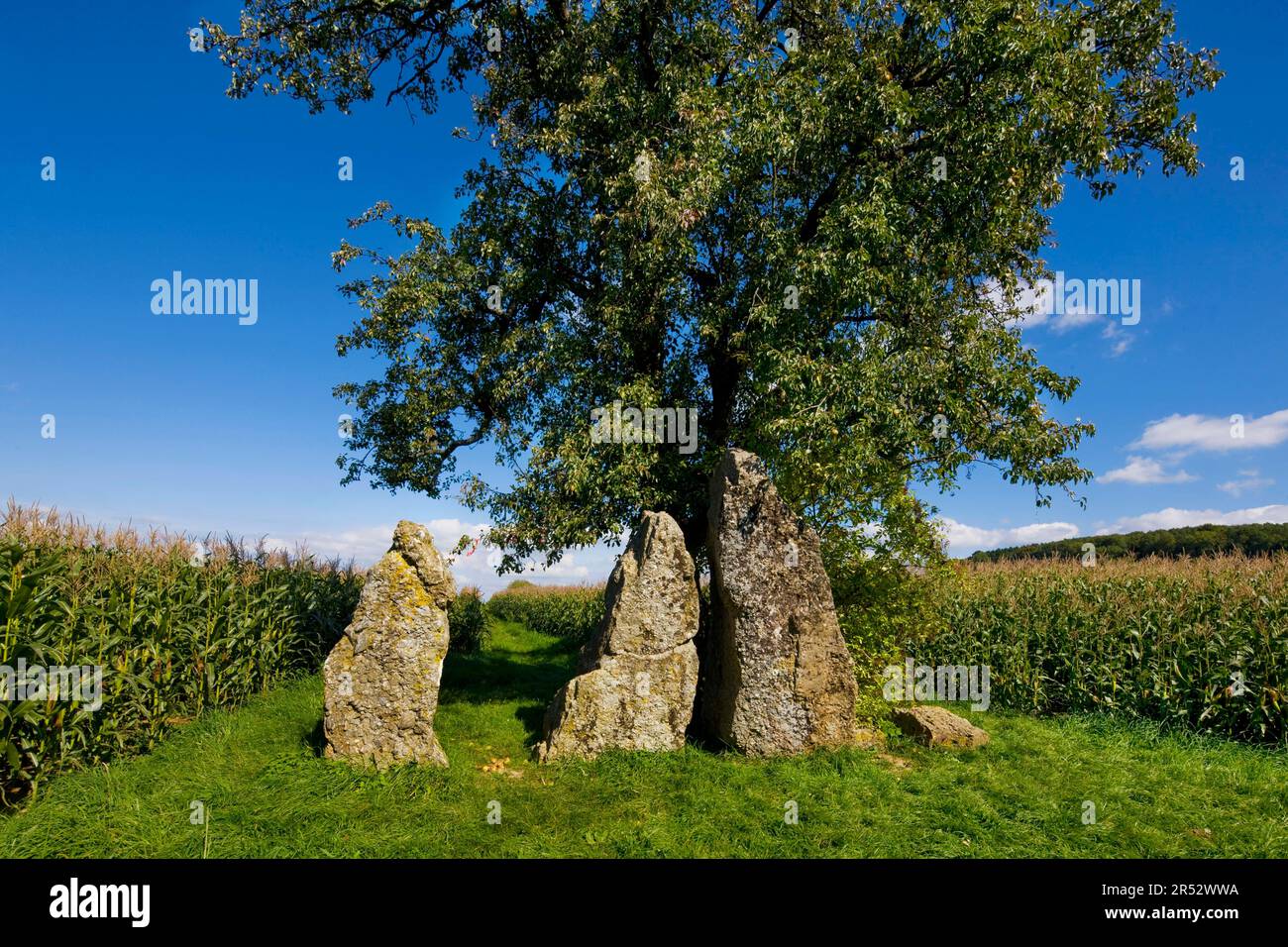 Menhir, Weris, Monolith, Megalith, Belgique Banque D'Images