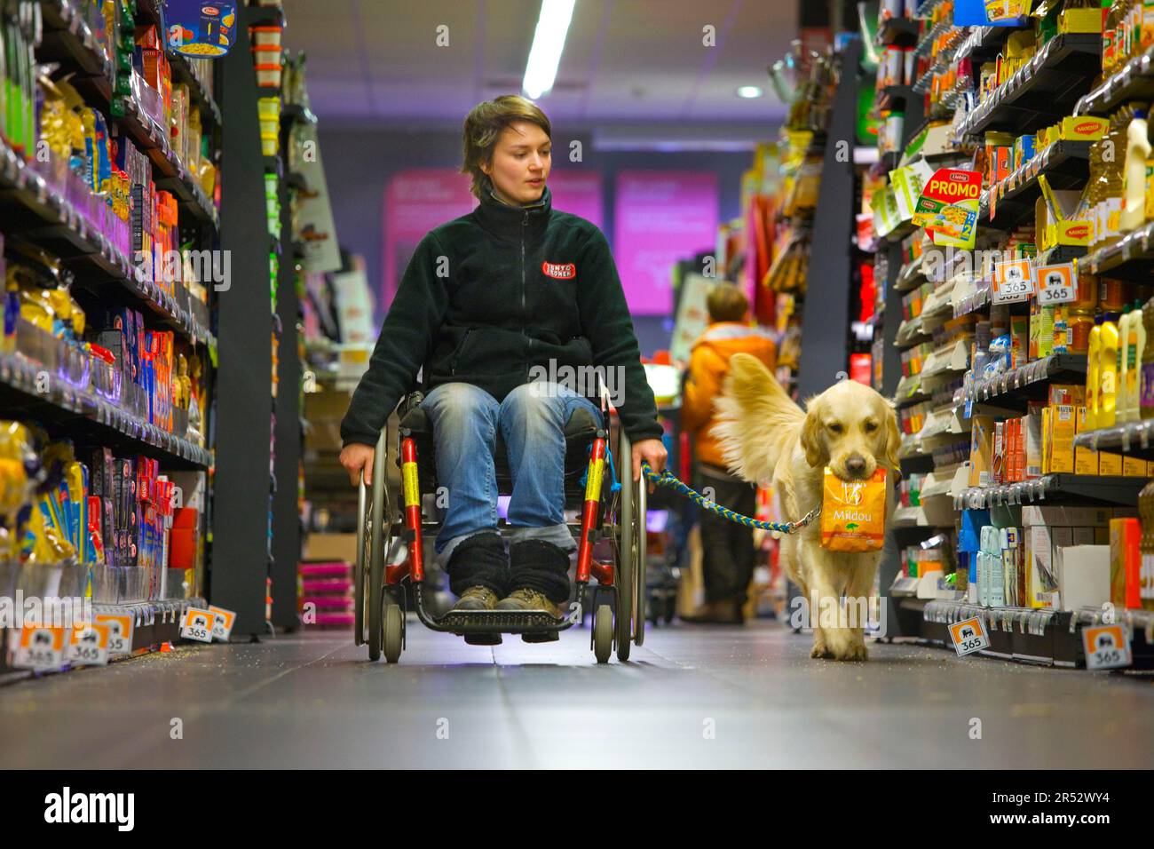 Utilisateur en fauteuil roulant et Golden Retriever, chien de compagnie handicapé, chien d'assistance, Belgique Banque D'Images